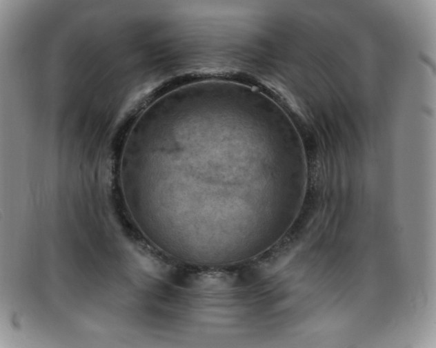 X0000096680736200802051245