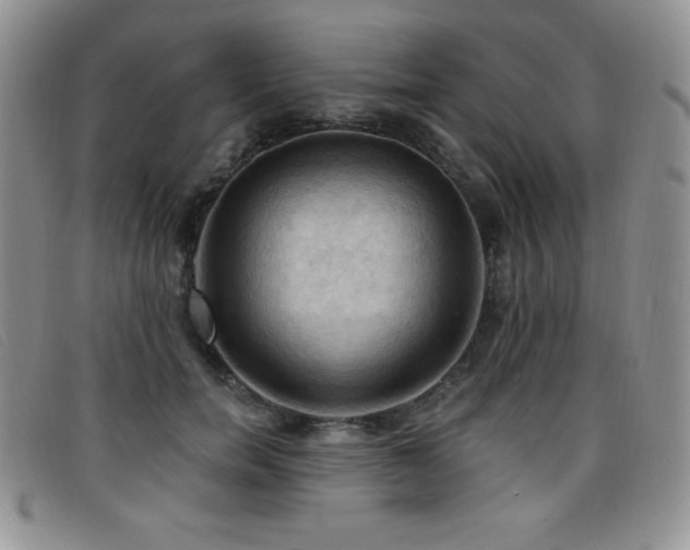 X0000096680750200802051246