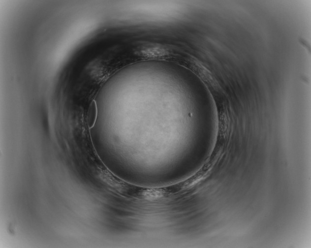 X0000096680762200802051246