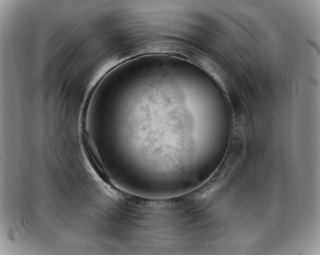 X0000096680803200802051244