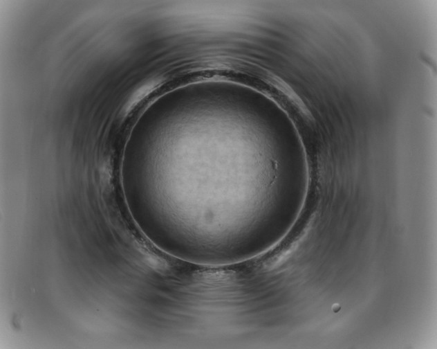 X0000096680826200802051244