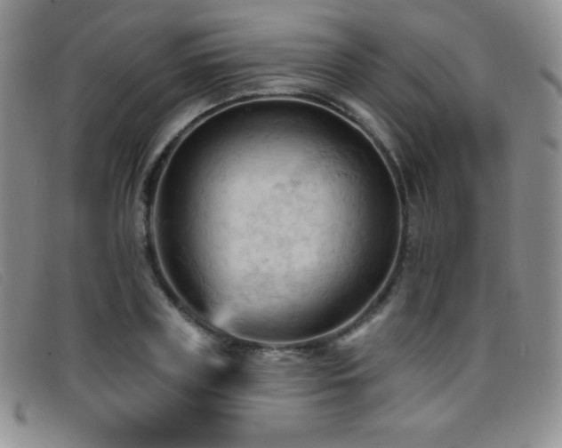 X0000096680835200802051244