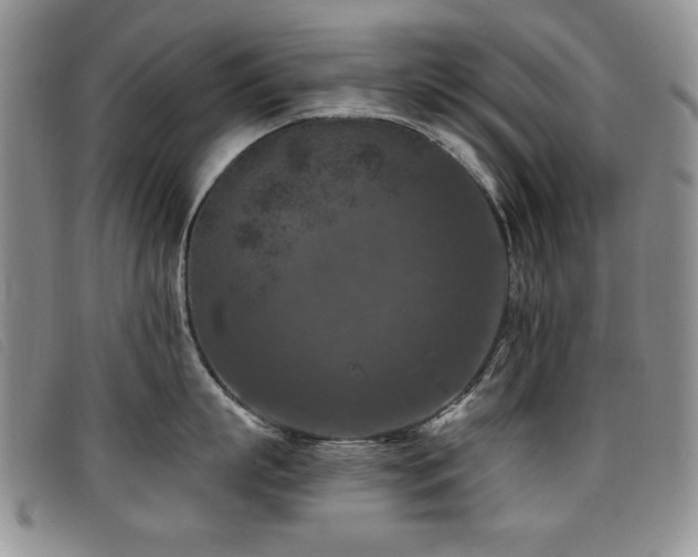 X0000096680863200802051244
