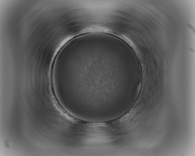 X0000096680864200802051244