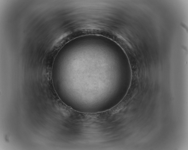 X0000096680870200802051244