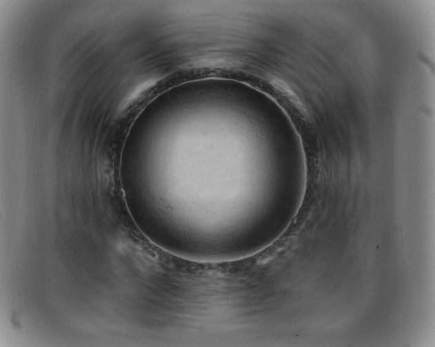 X0000096680872200802051244