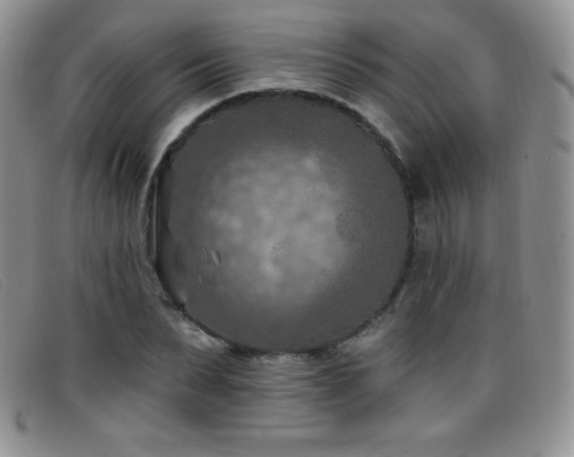 X0000096680879200802051243