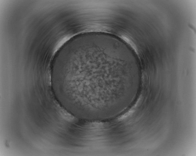 X0000096680925200802051242
