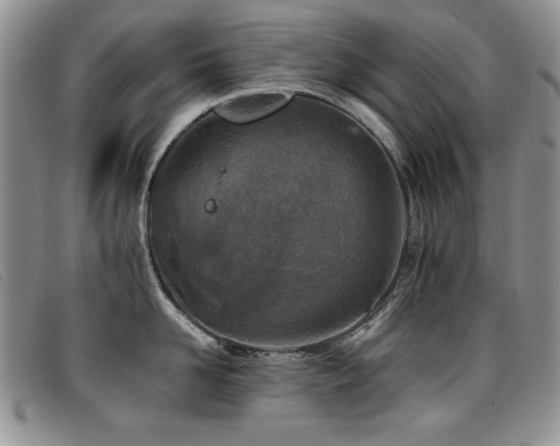 X0000096680958200802051243