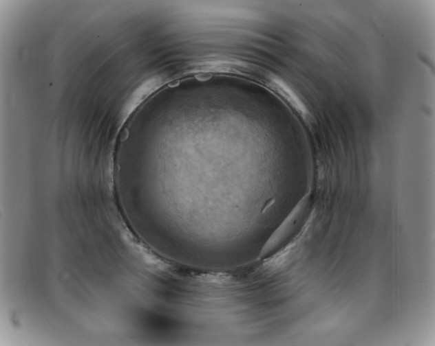 X0000096680994200802051242
