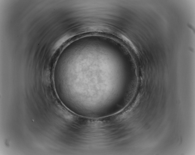 X0000096681019200802051241