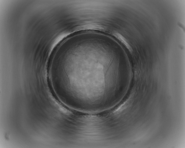X0000096681024200802051241