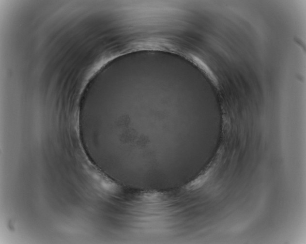 X0000096681035200802051241