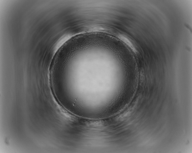 X0000096681047200802051241