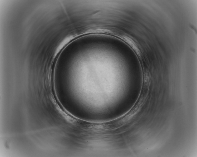X0000096681054200802051242