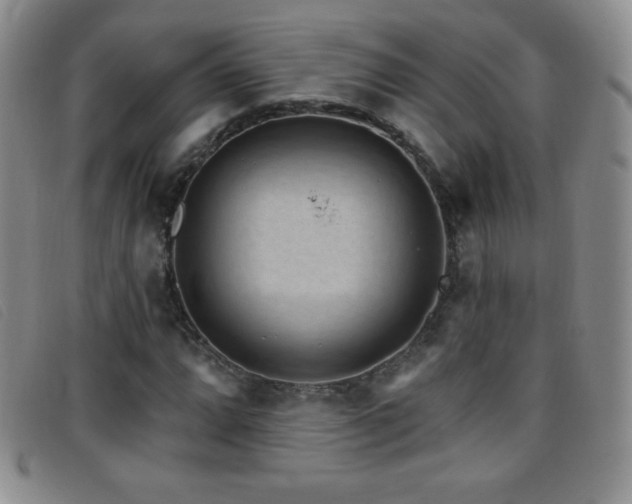X0000096681064200802051241