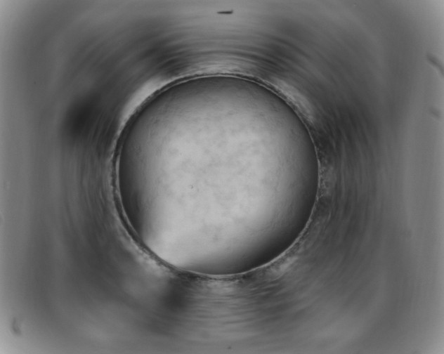 X0000096681086200802051240