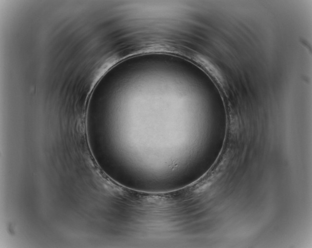 X0000096681097200802051240