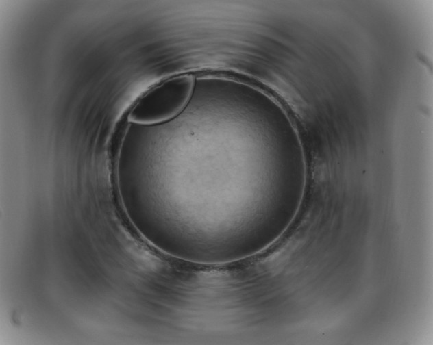X0000096681118200802051239