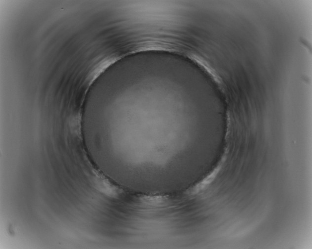 X0000096681121200802051240