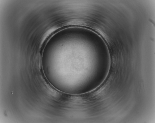 X0000096681123200802051240