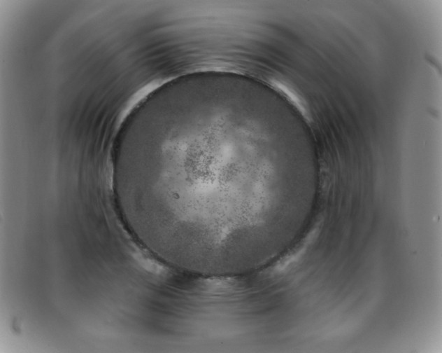 X0000096681125200802051240
