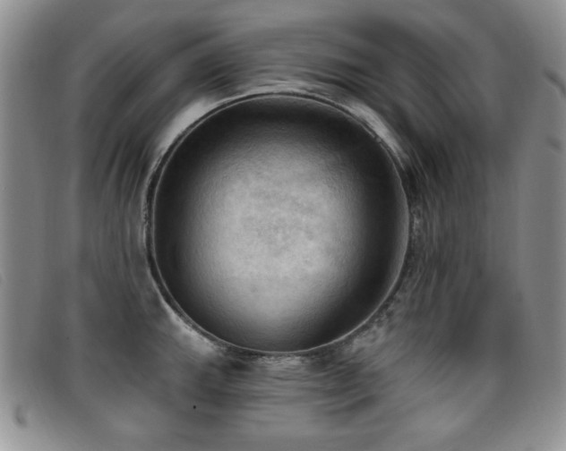 X0000096681143200802051240