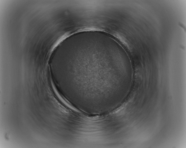 X0000096681173200802051239