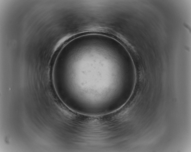 X0000096681222200802051238