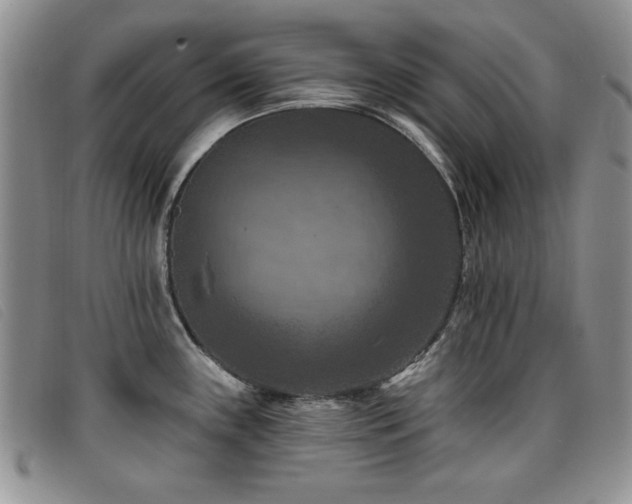 X0000096681243200802051239
