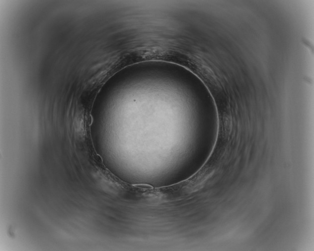X0000096681250200802051238