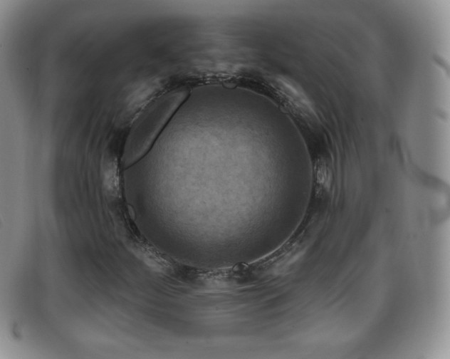 X0000096681252200802051238