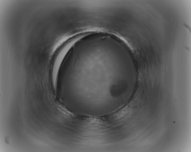 X0000096681263200802051238