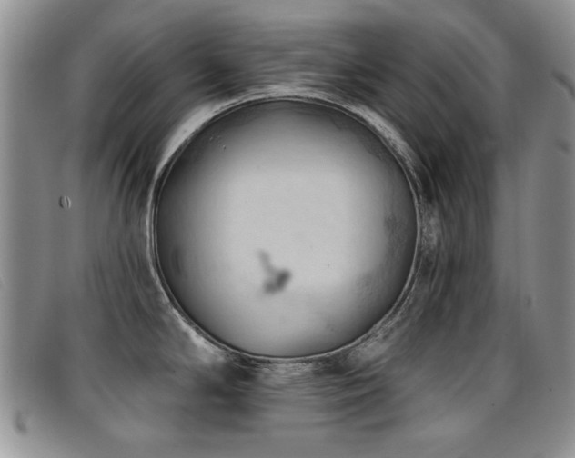 X0000096681294200802051237