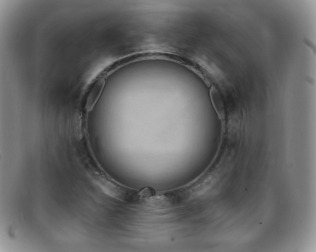 X0000096681310200802051237