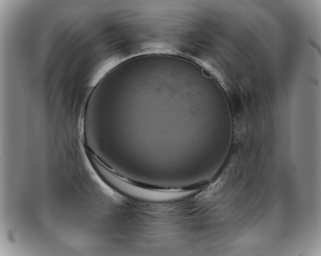 X0000096681383200802051236