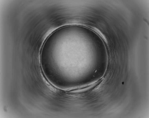 X0000096681388200802051236