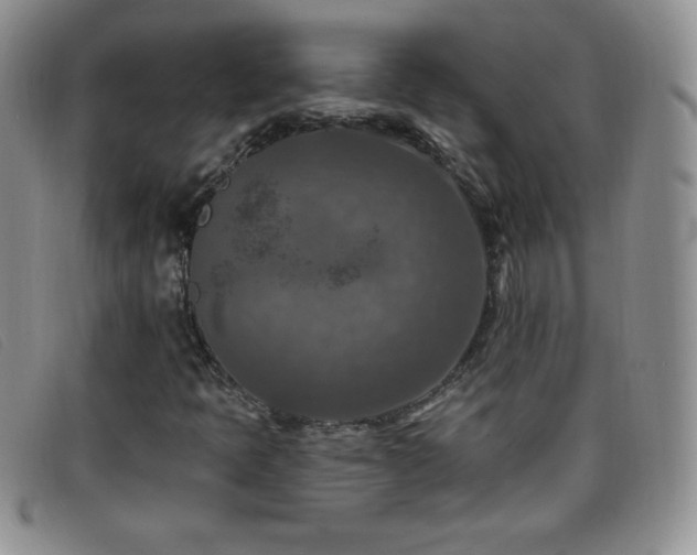 X0000096681397200802051235