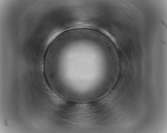X0000096681415200802051235