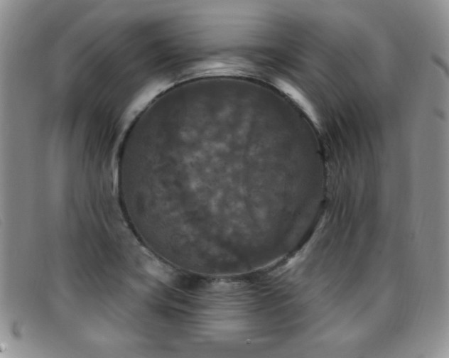 X0000096681419200802051235