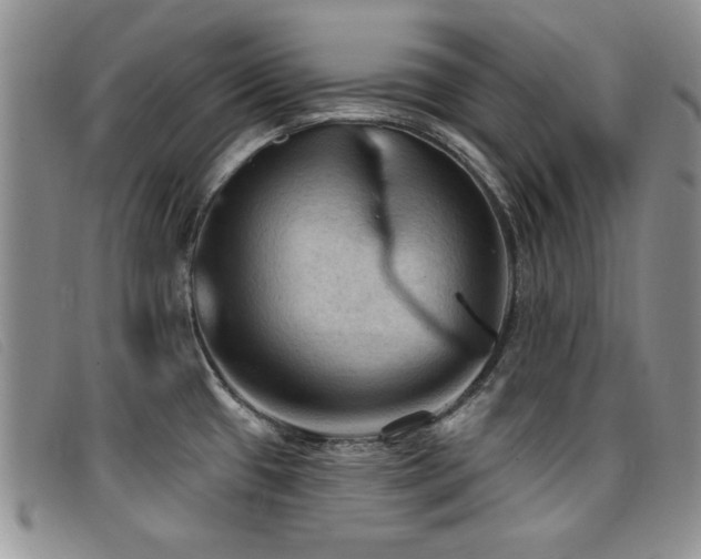 X0000096681433200802051236