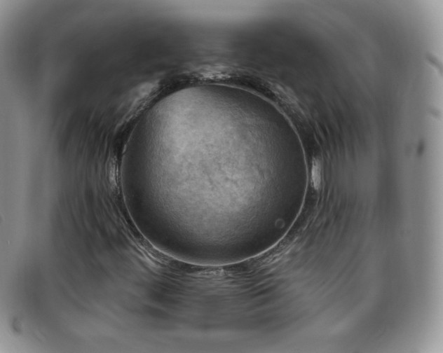 X0000096681444200802051235