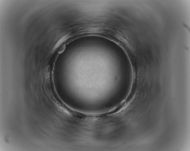 X0000096681450200802051235