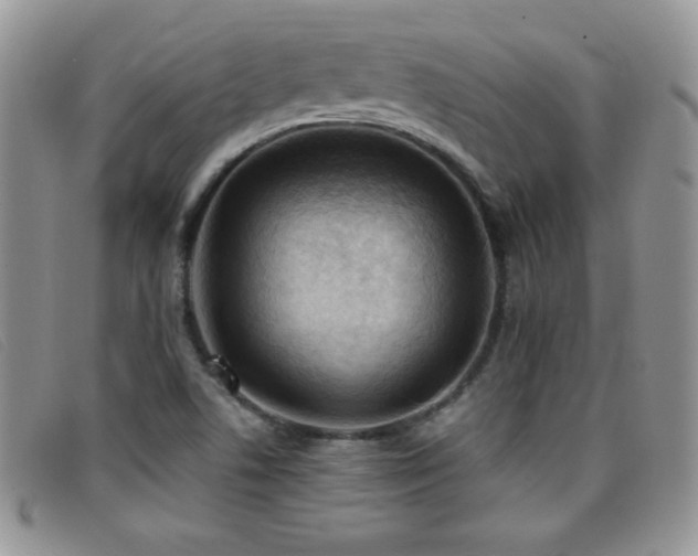 X0000096681506200802051234