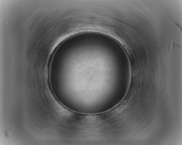 X0000096681523200802051234