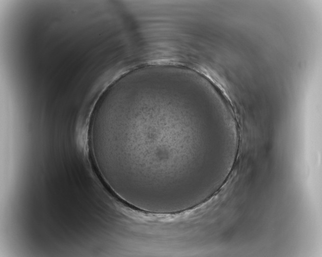 X0000096680002200802121221