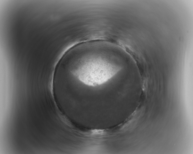 X0000096680052200802121220