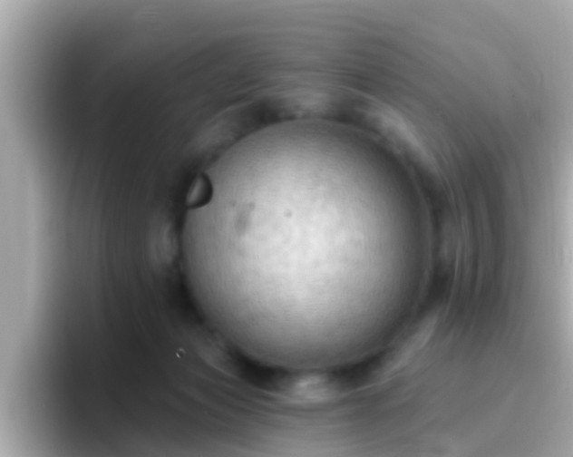 X0000096680173200802121219