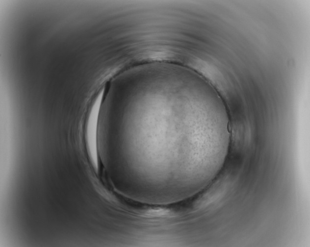 X0000096680397200802121216