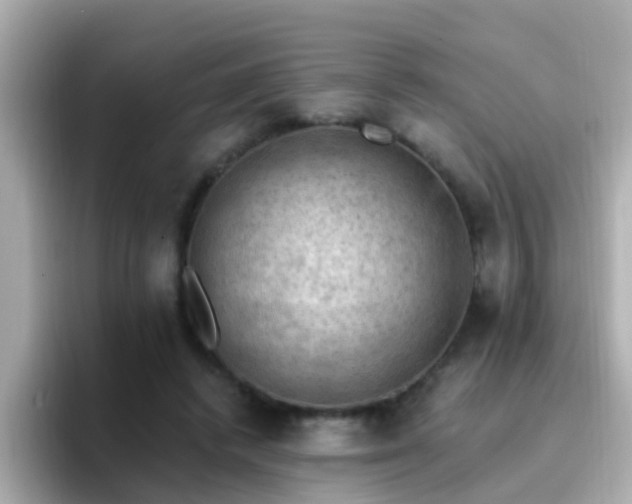 X0000096680448200802121215